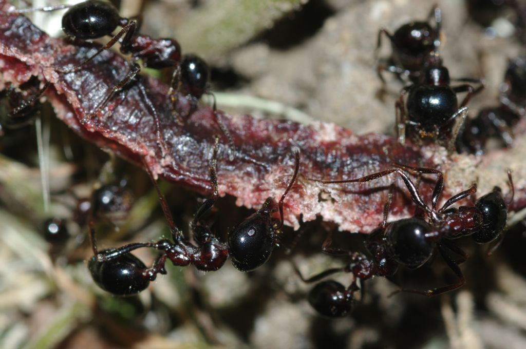 Messor wasmanni con lombrico secco